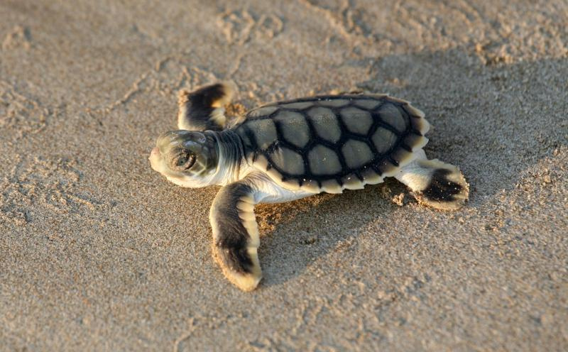 Port Hedland turns off lights for turtle season