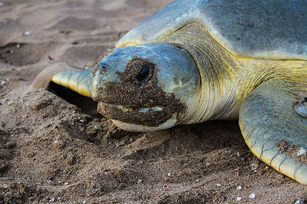 Queensland Government acquires Wild Duck Island tourism lease to protect vulnerable turtles