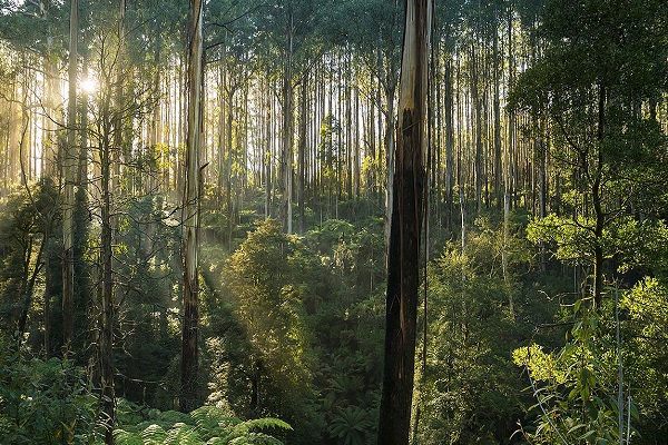 Logging of Victoria’s native forests to end six years earlier than scheduled