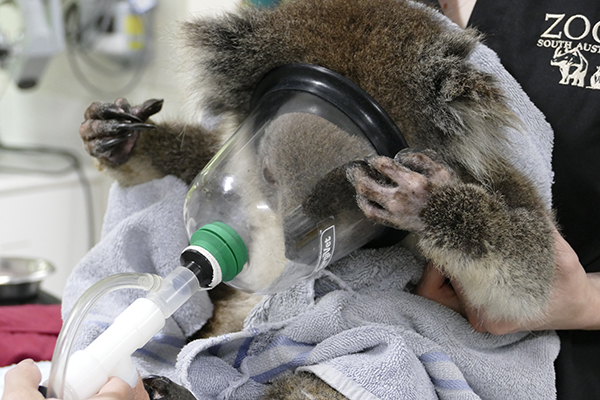 Burnt animals recover at Adelaide Zoo as wildlife toll increases to over one billion