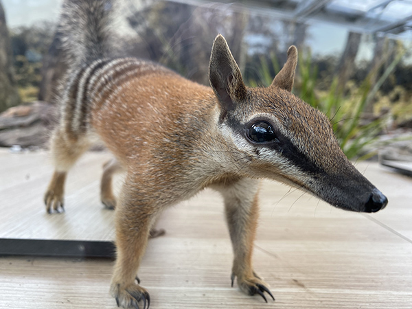 WILD LIFE Sydney Zoo welcomes numbat and raises awareness of the endangered species
