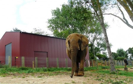 Elephant keeper killed at North Island zoo