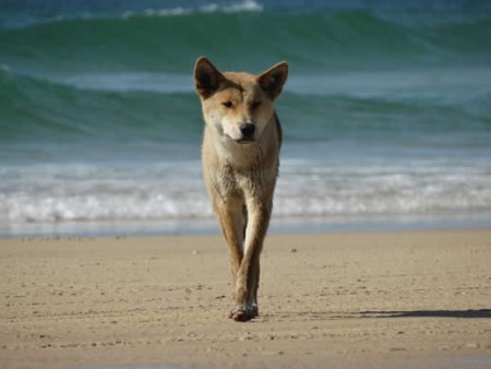 Fraser Island dingo destroyed after ‘aggressive incidents’