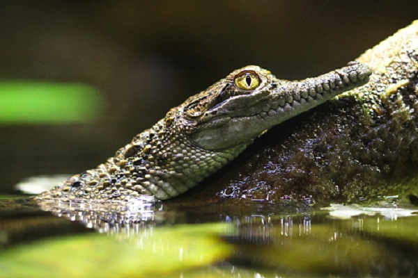 Baby crocodiles found in Mount Isa pool