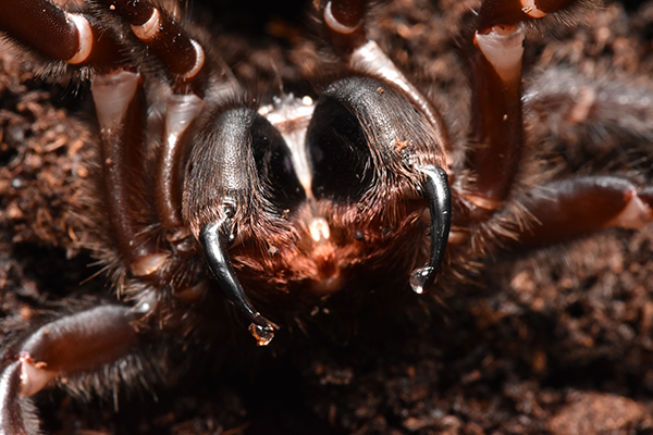 Australian Reptile Park continues to break funnel-web spider venom record