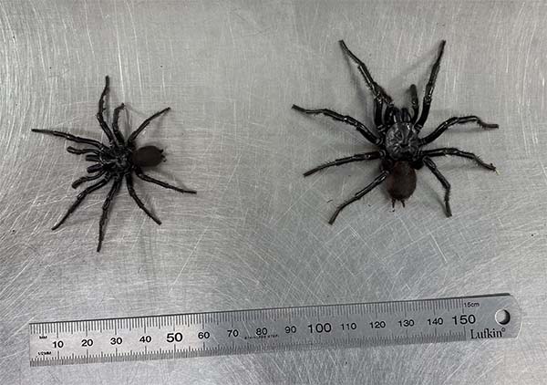 Australian Reptile Park receives giant funnel web spider