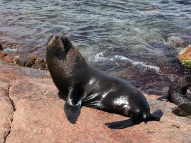 Wild Seals Illegally Captured for Marineland