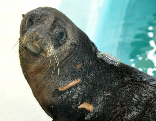 Rescued seals released off southern New South Wales coast