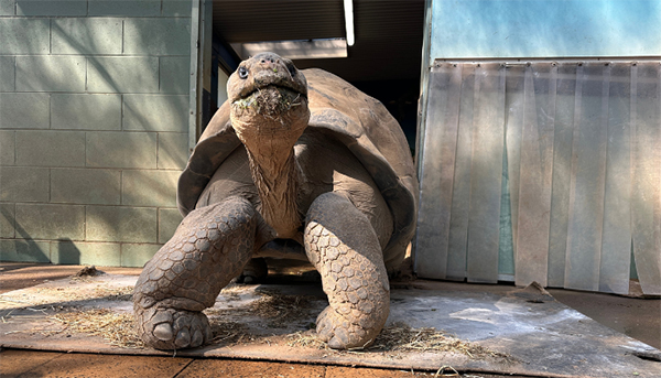 Galapagos Tortoises relocated to quieter space at Taronga Western Plains Zoo