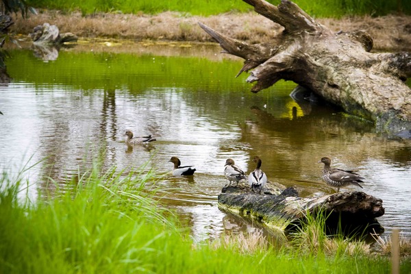 Wetlands Ecotourism project opens new opportunities for Fleurieu region