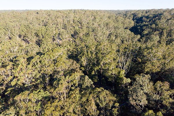 New conservation plan unveiled for Western Sydney