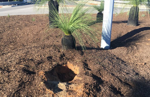 City of Greater Geraldton uses microchipping to deter tree thieves