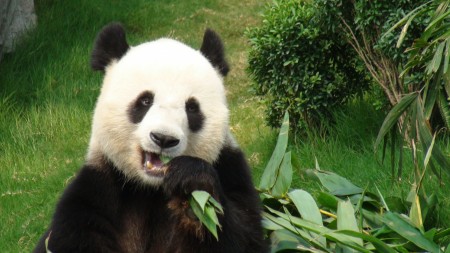 China launches global search for panda keepers