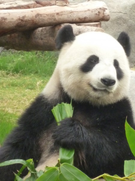 Panda anniversary highlights Ocean Park’s Conservation standards