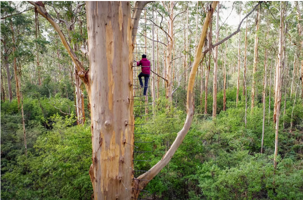 Harness-free tree climbing attraction in Western Australia secures funding