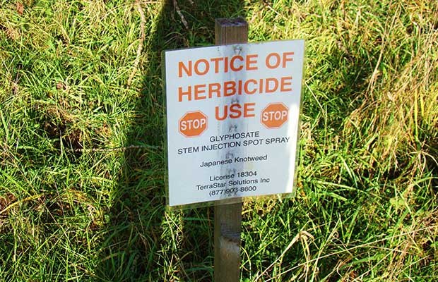 Local councils using glyphosate weed killer despite cancer warnings