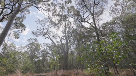 Gold Coast wildlife protection boosted with key land purchase by Council