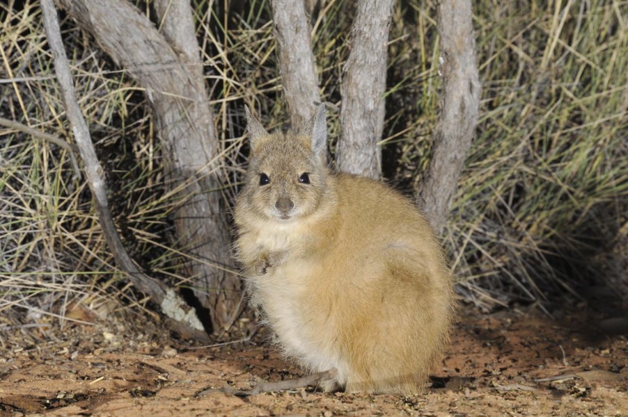 $3 million boost for native wildlife on Threatened Species Day