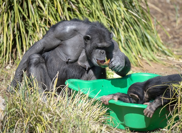 Monarto Safari Park to introduce new cooling systems for summer