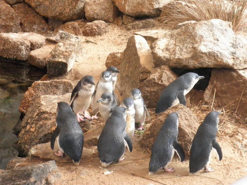 South Australian penguin conservation centre closes