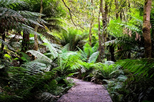 Victorian Government announces large investment in Great Otway National Park