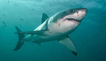 Two injured over consecutive days in Whitsunday shark attacks