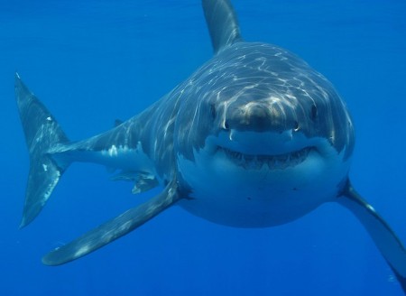 Great white shark dies within three days in Japanese aquarium