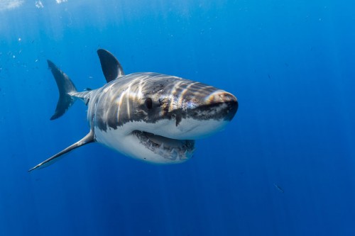 Western Australian Government plans to shoot sharks longer than three metres