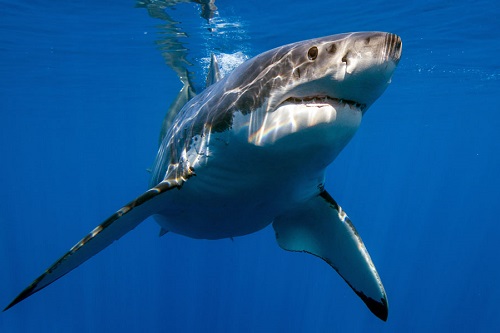 Calls for Western Australian Government to introduce ‘serious threat’ shark policy