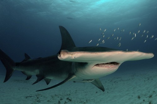 NSW shark net trial kills endangered marine life