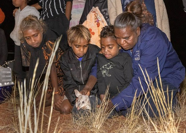 32 Greater Bilbies released into Australian Wildlife Conservancy’s sanctuary
