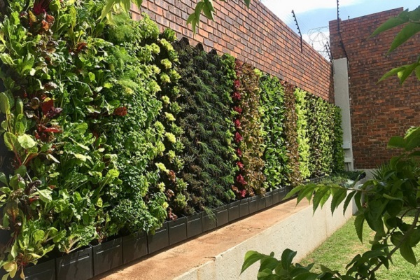 Green walls resource aims to bridge gap between cities and nature
