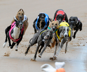 NSW Government backflips on greyhound racing ban