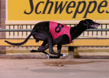 ACT Government to ban greyhound racing