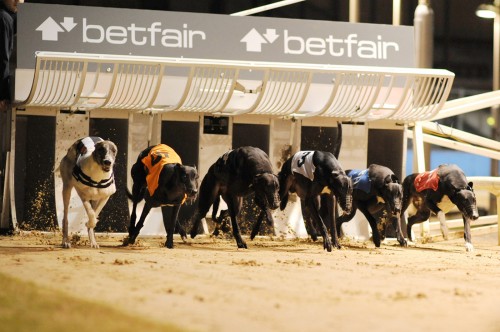 Greyhound racing’s live baiting scandal has only a marginal effect on betting