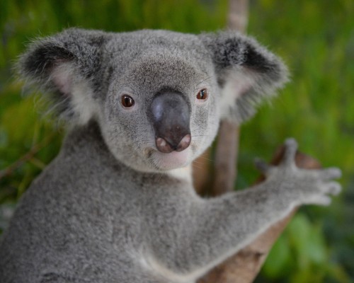 Australia Zoo a temporary home for Hamilton Island’s cyclone affected wildlife