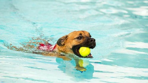 Hamilton Waterworld to host second Paws in the Pool event
