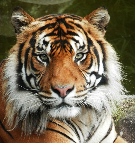 Hamilton Zoo tiger will not be euthanised - Australasian Leisure Management