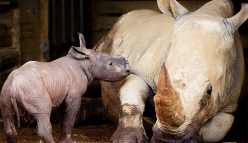 Hamilton Zoo announces birth of white rhinoceros baby