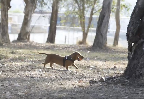 Toowoomba Regional Council upgrades dog off-leash park