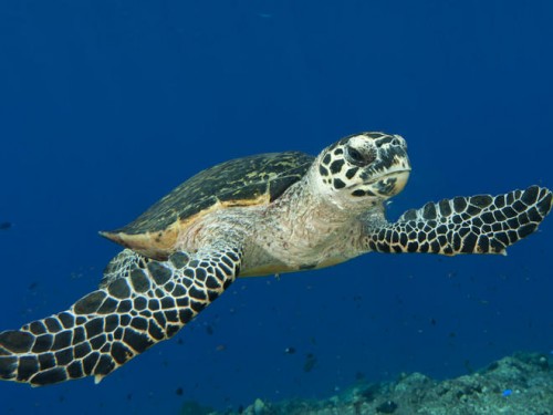 Sydney Aquarium Conservation Fund Announces Turtle Tagging Project