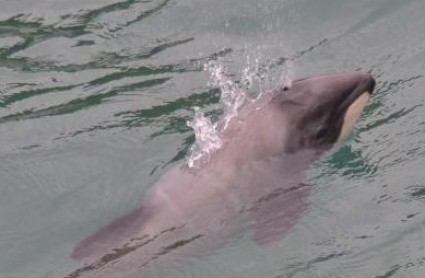First endangered baby Hector’s Dolphin spotted in Akaroa Harbour
