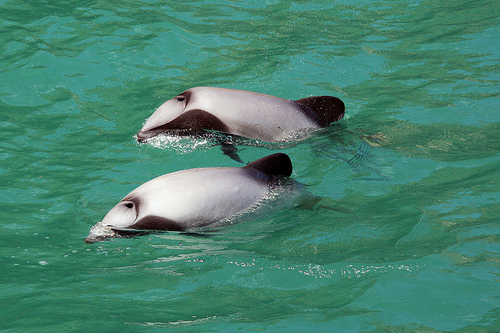 Rare dolphin calves good news for future of species