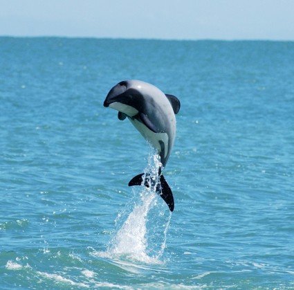 Rare dolphins boosted by South Island sea sanctuary