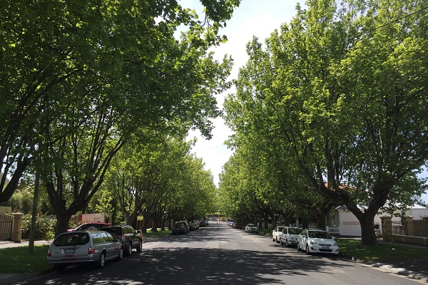 Our City Canopy project to enhance Hobart’s urban forest