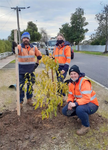 Horsham’s street tree program sees nearly 700 trees planted this winter