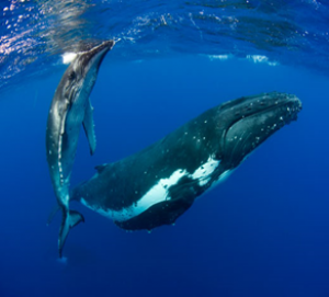 Whale season at its peak as high numbers pass the NSW coastline