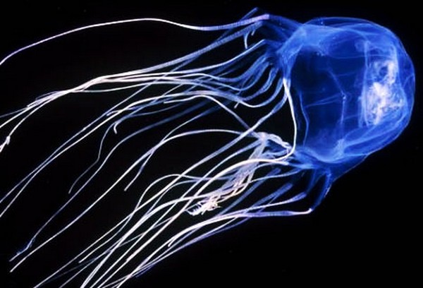 Fraser Island Irukandji jellyfish discovery leads to warnings to swimmers
