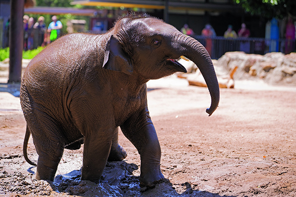 Taronga Zoo saddened by sudden death of their three-year-old Asian Elephant