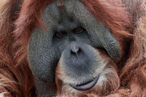 Mogo Zoo to expand Orangutan and Gorilla exhibit